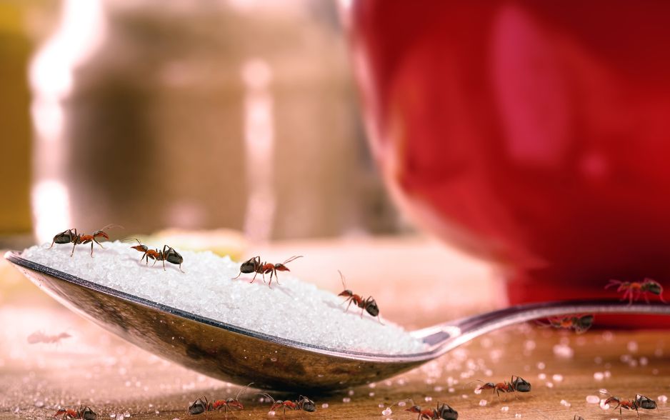 Không phải con kiến nào cũng thích vị ngọt
